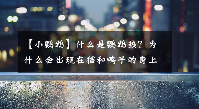 【小鹦鹉】什么是鹦鹉热？为什么会出现在猫和鸭子的身上？今天告诉你