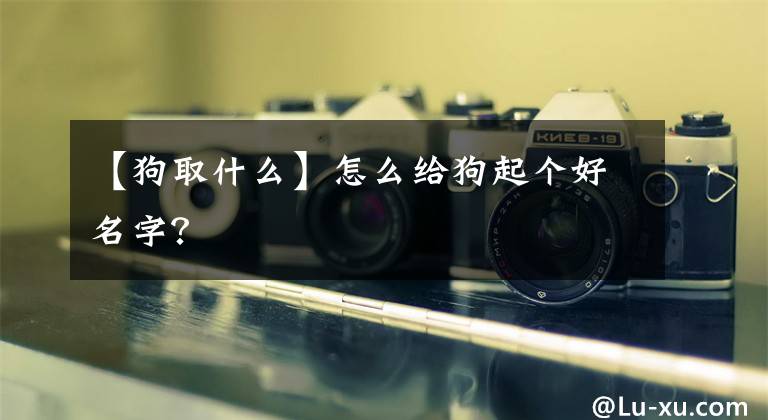 【狗取什么】怎么给狗起个好名字?