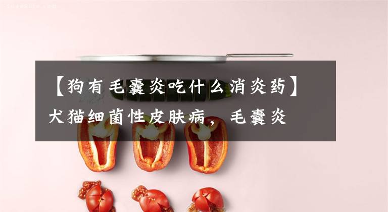 【狗有毛囊炎吃什么消炎药】犬猫细菌性皮肤病,毛囊炎