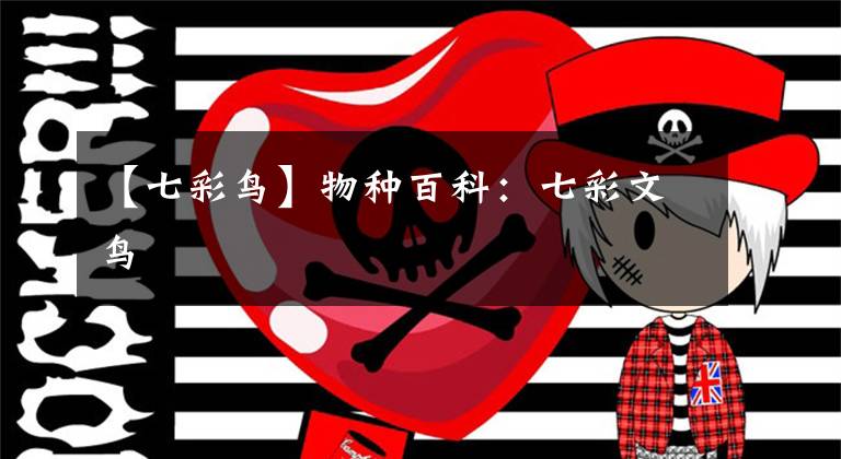 【七彩鸟】物种百科:七彩文鸟