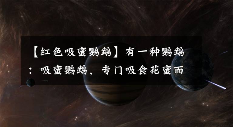 【红色吸蜜鹦鹉】有一种鹦鹉:吸蜜鹦鹉,专门吸食花蜜而活,养鹦鹉的都看看吧