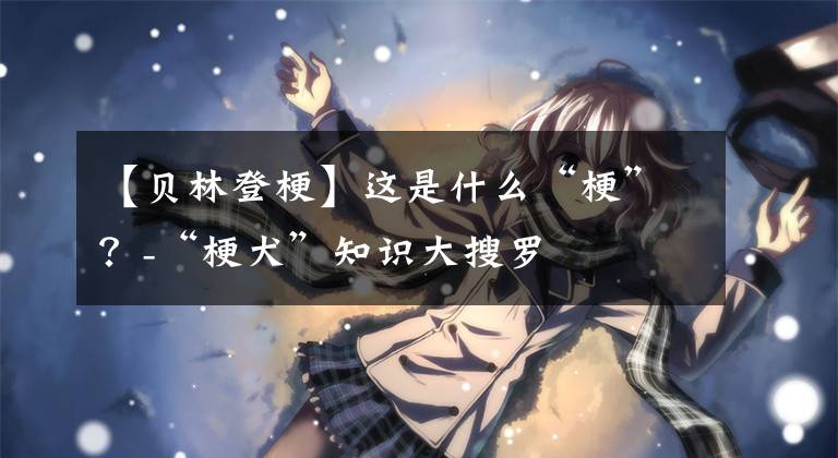 【贝林登梗】这是什么“梗”?-“梗犬”知识大搜罗