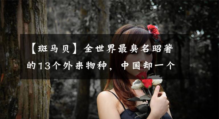 【斑马贝】全世界最臭名昭著的13个外来物种，中国却一个都没有