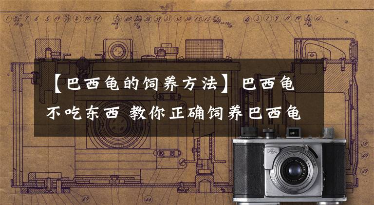 【巴西龟的饲养方法】巴西龟不吃东西 教你正确饲养巴西龟