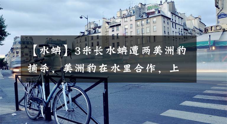 【水蚺】3米长水蚺遭两美洲豹捕杀，美洲豹在水里合作，上岸后却矛盾了