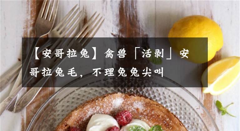 【安哥拉兔】禽兽「活剥」安哥拉兔毛,不理兔兔尖叫