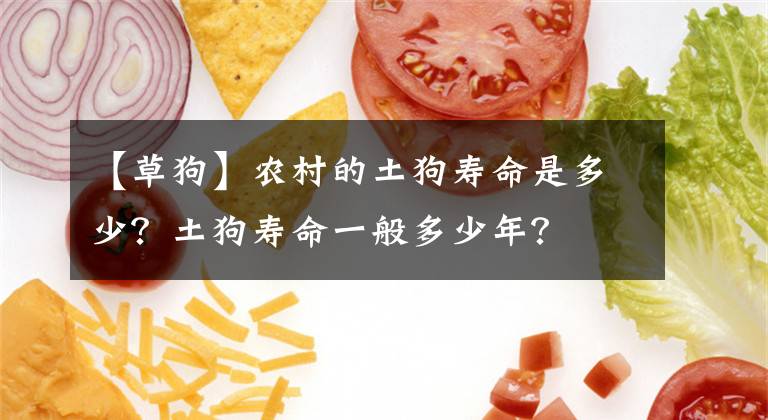 【草狗】农村的土狗寿命是多少?土狗寿命一般多少年?