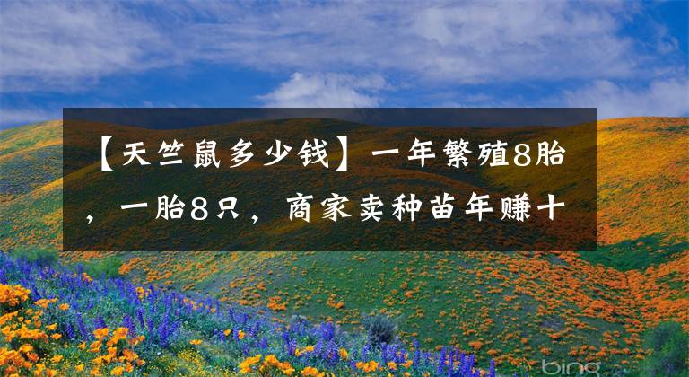 【天竺鼠多少钱】一年繁殖8胎，一胎8只，商家卖种苗年赚十万，养豚鼠赚钱吗？