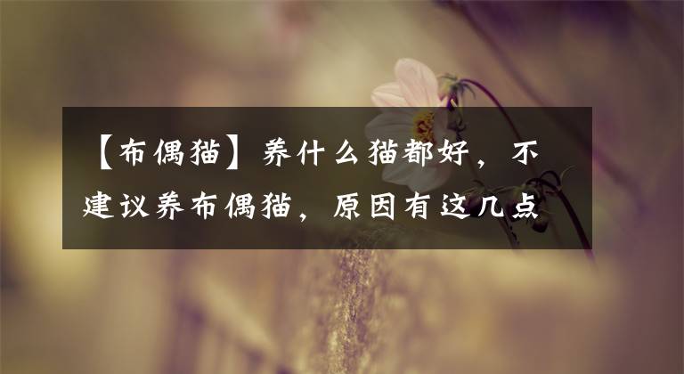 【布偶猫】养什么猫都好，不建议养布偶猫，原因有这几点