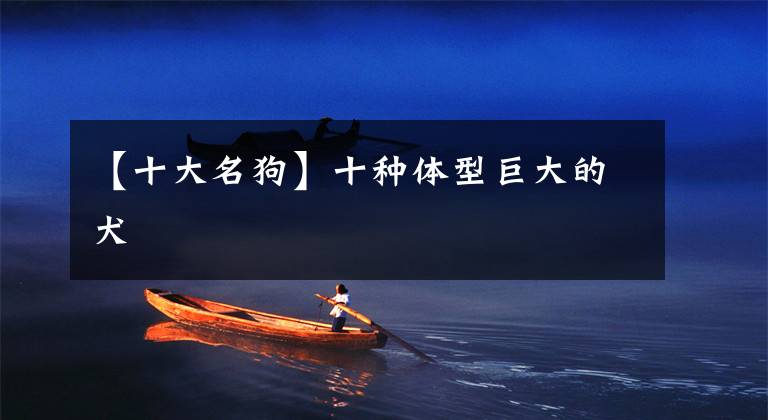 【十大名狗】十种体型巨大的犬