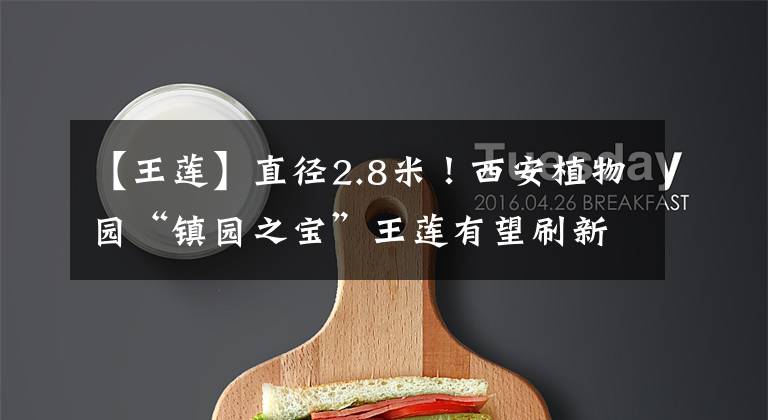 【王莲】直径2.8米！西安植物园“镇园之宝”王莲有望刷新生长记录