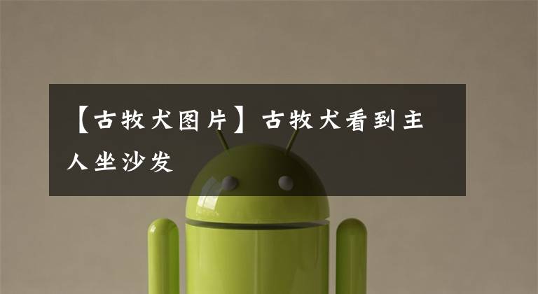 【古牧犬图片】古牧犬看到主人坐沙发