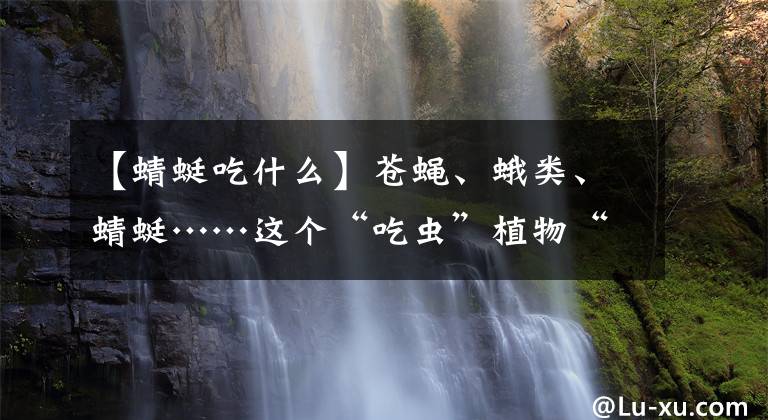 【蜻蜓吃什么】苍蝇、蛾类、蜻蜓……这个“吃虫”植物“胃口”有点大