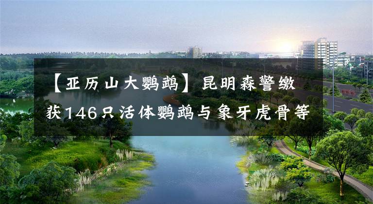 【亚历山大鹦鹉】昆明森警缴获146只活体鹦鹉与象牙虎骨等制品 案值260余万元