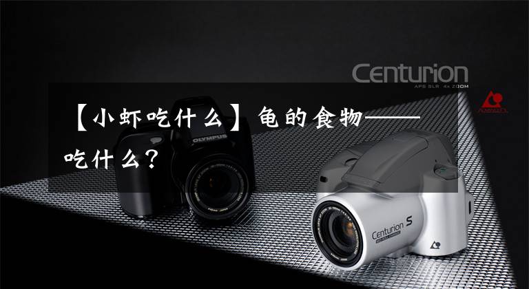 【小虾吃什么】龟的食物——吃什么?