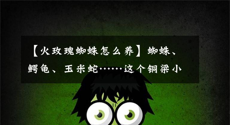 【火玫瑰蜘蛛怎么养】蜘蛛、鳄龟、玉米蛇……这个铜梁小伙，家有“毒宠”