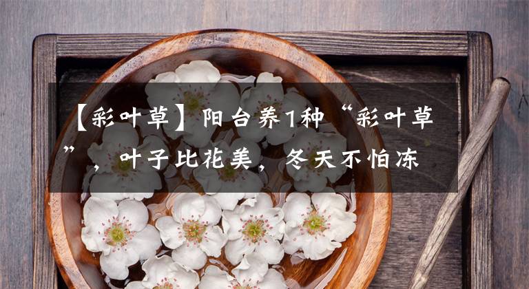 【彩叶草】阳台养1种“彩叶草”,叶子比花美,冬天不怕冻