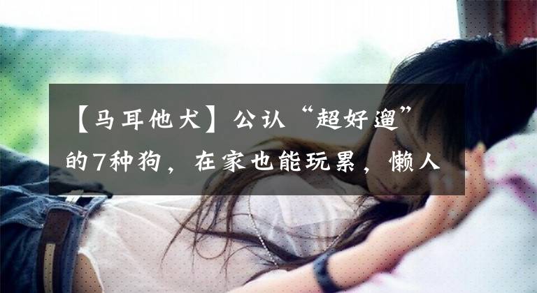 【马耳他犬】公认“超好遛”的7种狗，在家也能玩累，懒人养狗选它们