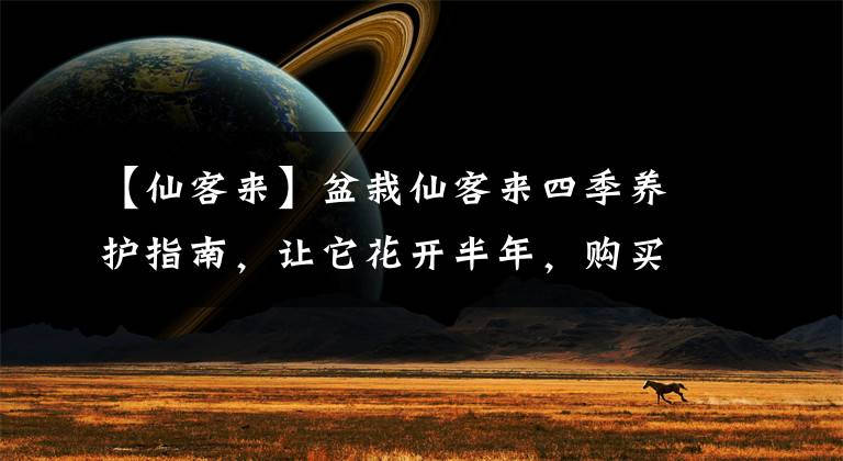 【仙客来】盆栽仙客来四季养护指南,让它花开半年,购买的时候就要避坑了