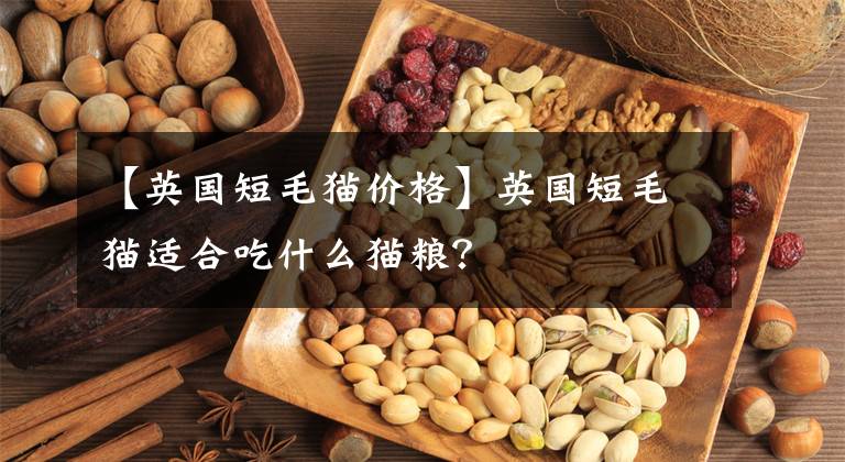 【英国短毛猫价格】英国短毛猫适合吃什么猫粮？