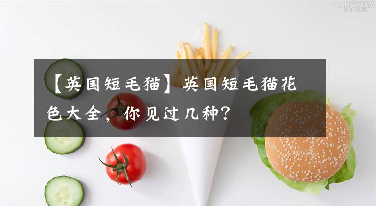 【英国短毛猫】英国短毛猫花色大全，你见过几种？