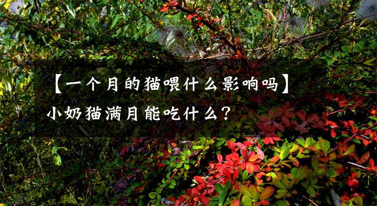 【一个月的猫喂什么影响吗】小奶猫满月能吃什么？