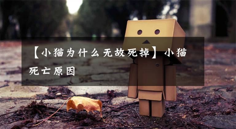 【小猫为什么无故死掉】小猫死亡原因