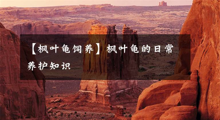 【枫叶龟饲养】枫叶龟的日常养护知识