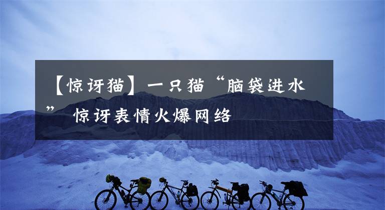 【惊讶猫】一只猫“脑袋进水” 惊讶表情火爆网络