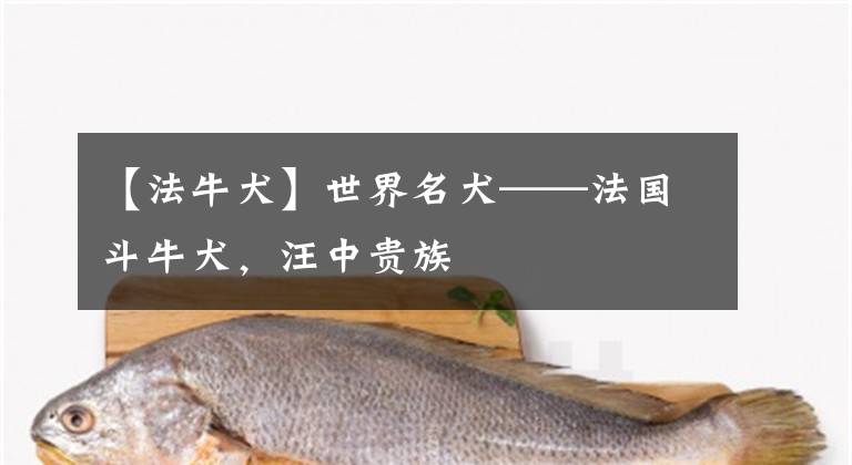 【法牛犬】世界名犬——法国斗牛犬，汪中贵族