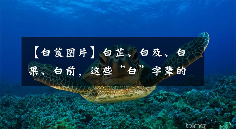 【白芨图片】白芷、白及、白果、白前，这些“白”字辈的中药有哪些妙用？