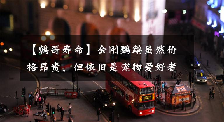 【鹩哥寿命】金刚鹦鹉虽然价格昂贵，但依旧是宠物爱好者首先，主要因为这4点