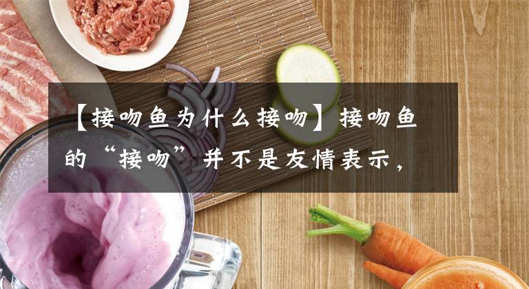 【接吻鱼为什么接吻】接吻鱼的“接吻”并不是友情表示，而是一种争斗！你知道吗？