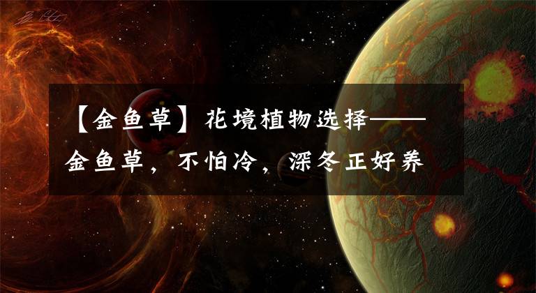 【金鱼草】花境植物选择——金鱼草,不怕冷,深冬正好养