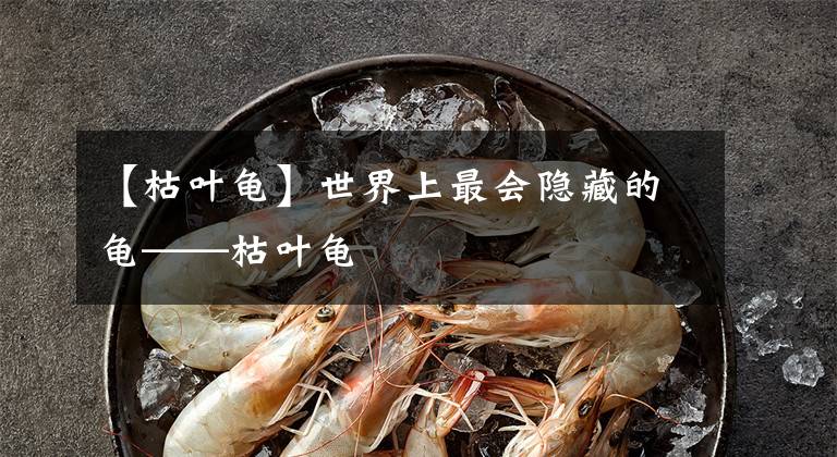 【枯叶龟】世界上最会隐藏的龟——枯叶龟