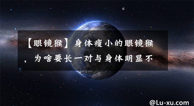 【眼镜猴】身体瘦小的眼镜猴,为啥要长一对与身体明显不对称的眼睛?