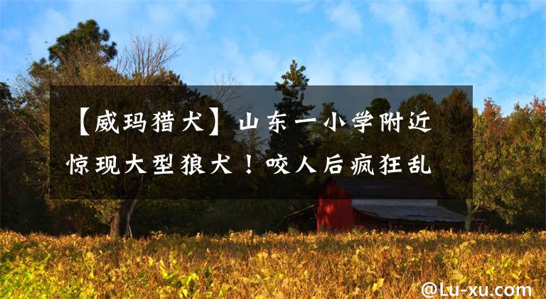 【威玛猎犬】山东一小学附近惊现大型狼犬！咬人后疯狂乱窜！城里能养烈性犬吗