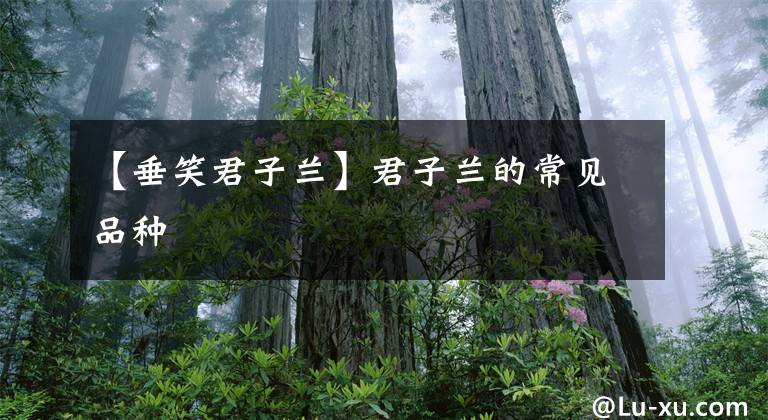 【垂笑君子兰】君子兰的常见品种