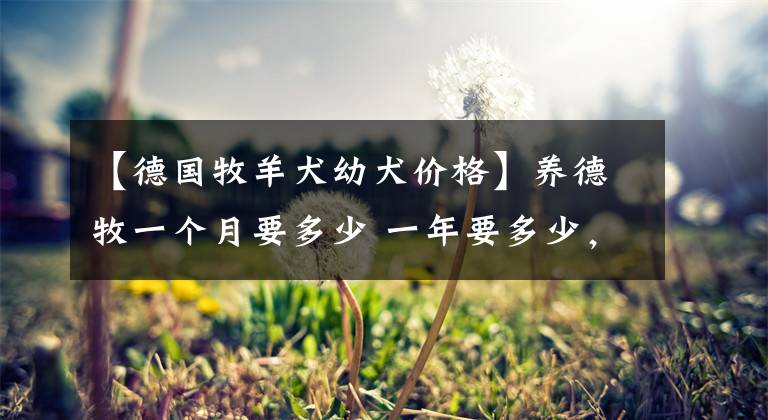 【德国牧羊犬幼犬价格】养德牧一个月要多少 一年要多少,你算过吗?