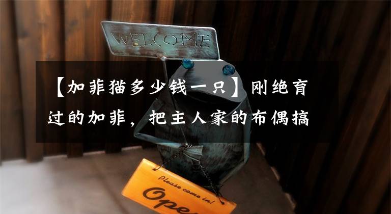 【加菲猫多少钱一只】刚绝育过的加菲，把主人家的布偶搞怀孕了，网友：猝不及防当姥姥