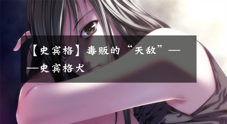 【史宾格】毒贩的“天敌”——史宾格犬