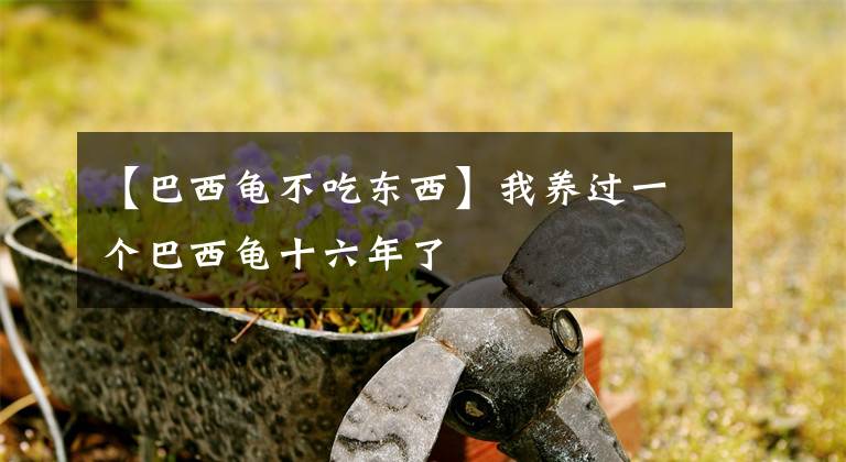 【巴西龟不吃东西】我养过一个巴西龟十六年了