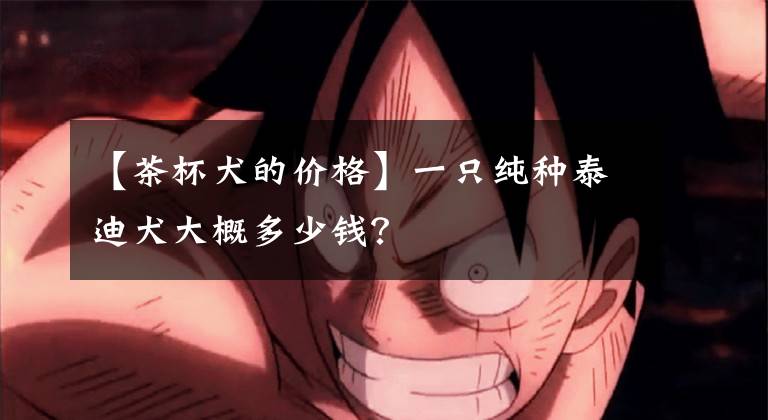 【茶杯犬的价格】一只纯种泰迪犬大概多少钱？