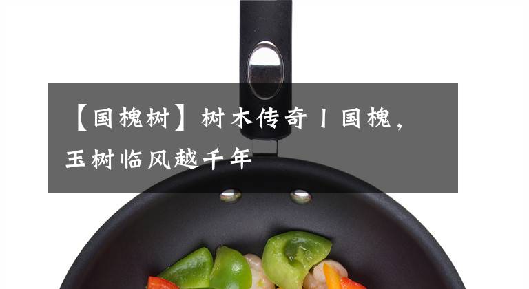 【国槐树】树木传奇丨国槐,玉树临风越千年