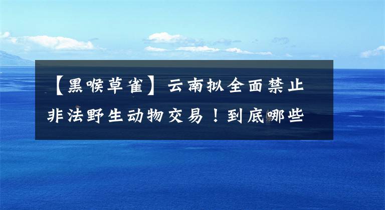 【黑喉草雀】云南拟全面禁止非法野生动物交易!到底哪些能吃哪些不能吃?来看看