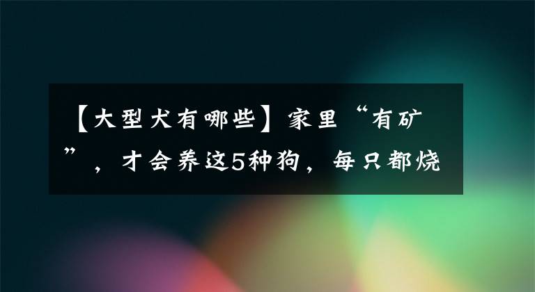 【大型犬有哪些】家里“有矿”，才会养这5种狗，每只都烧钱