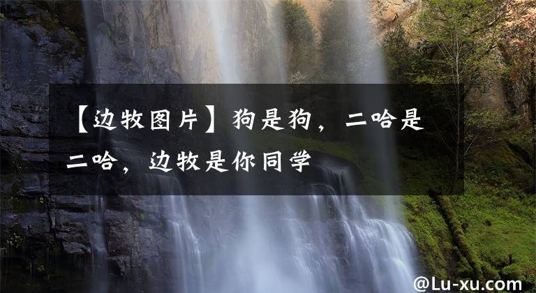 【边牧图片】狗是狗，二哈是二哈，边牧是你同学