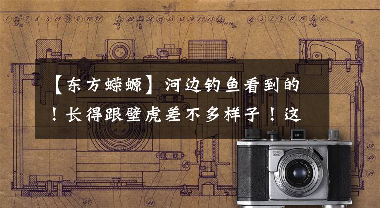 【东方蝾螈】河边钓鱼看到的！长得跟壁虎差不多样子！这是啥玩意有认识的吗？