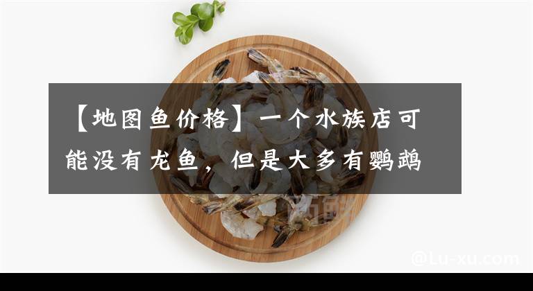 【地图鱼价格】一个水族店可能没有龙鱼,但是大多有鹦鹉鱼,为什么?