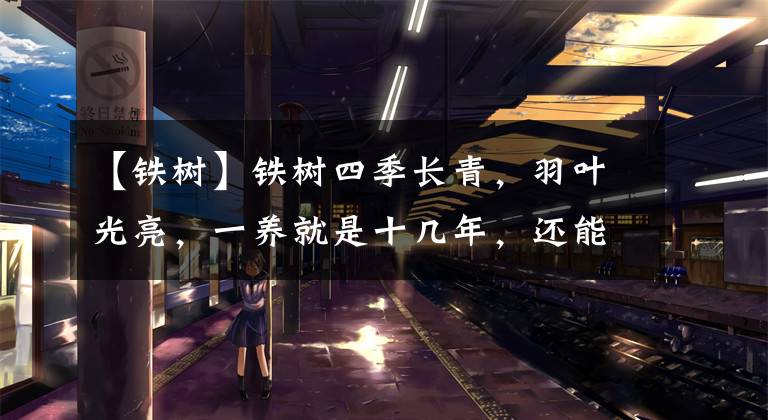 【铁树】铁树四季长青，羽叶光亮，一养就是十几年，还能吸收有害气体